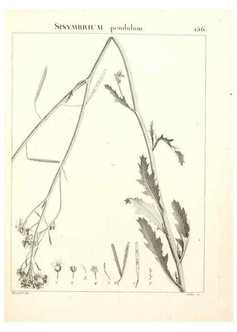 Reproducción/Reproduction 9298173497: Flora Atlantica, sive, Historia plantarum quae in Atlante, agro Tunetano et Algeriensi crescunt /. Parisiis :Apud Blanchon,1800.
