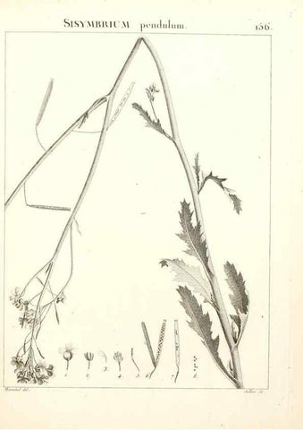 Reproducción/Reproduction 9298173497: Flora Atlantica, sive, Historia plantarum quae in Atlante, agro Tunetano et Algeriensi crescunt /. Parisiis :Apud Blanchon,1800.