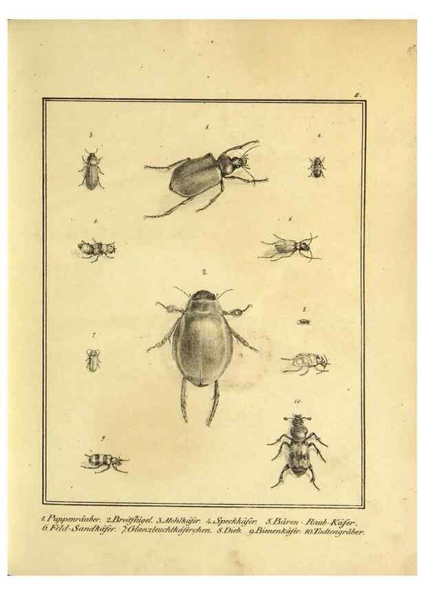 Reproducción/Reproduction 9308238764: Naturhistorische Beschreibung der Insekten.. München,Im verlage der lithographischen Kunst-Anstalt,1822.