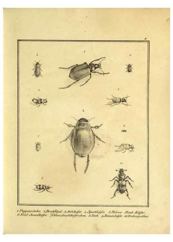Reproducción/Reproduction 9308238764: Naturhistorische Beschreibung der Insekten.. München,Im verlage der lithographischen Kunst-Anstalt,1822.