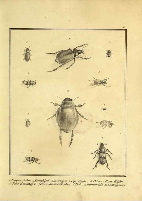 Reproducción/Reproduction 9308238764: Naturhistorische Beschreibung der Insekten.. München,Im verlage der lithographischen Kunst-Anstalt,1822.