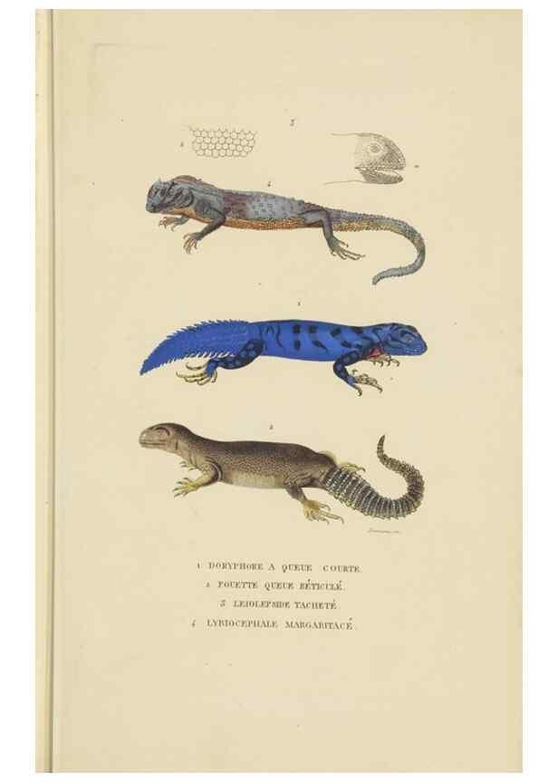 Reproducción/Reproduction 9371202578: Dictionnaire classique des sciences naturelles :. Brussels :Meline, Cans et Ce.,1853.
