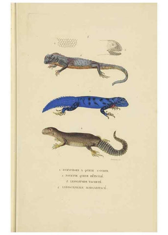 Reproducción/Reproduction 9371202578: Dictionnaire classique des sciences naturelles :. Brussels :Meline, Cans et Ce.,1853.