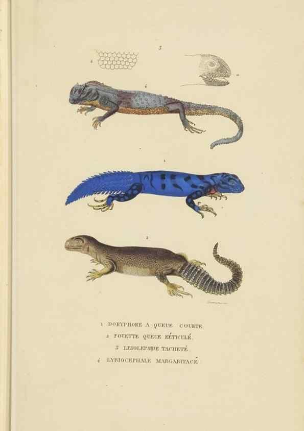 Reproducción/Reproduction 9371202578: Dictionnaire classique des sciences naturelles :. Brussels :Meline, Cans et Ce.,1853.