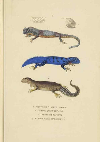 Reproducción/Reproduction 9371202578: Dictionnaire classique des sciences naturelles :. Brussels :Meline, Cans et Ce.,1853.