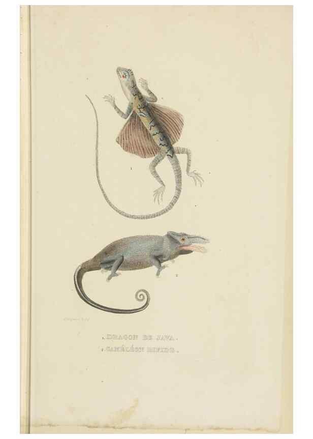 Reproducción/Reproduction 9368424353: Dictionnaire classique des sciences naturelles :. Brussels :Meline, Cans et Ce.,1853.