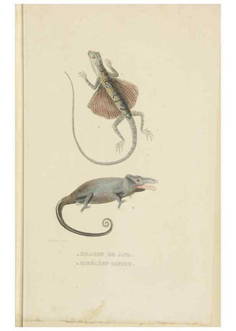 Reproducción/Reproduction 9368424353: Dictionnaire classique des sciences naturelles :. Brussels :Meline, Cans et Ce.,1853.