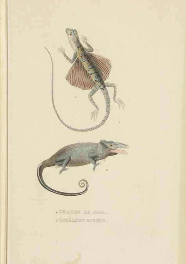 Reproducción/Reproduction 9368424353: Dictionnaire classique des sciences naturelles :. Brussels :Meline, Cans et Ce.,1853.