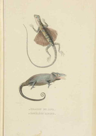 Reproducción/Reproduction 9368424353: Dictionnaire classique des sciences naturelles :. Brussels :Meline, Cans et Ce.,1853.