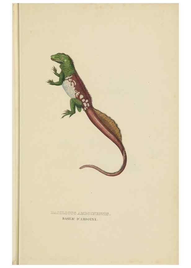 Reproducción/Reproduction 9368425307: Dictionnaire classique des sciences naturelles :. Brussels :Meline, Cans et Ce.,1853.