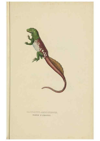 Reproducción/Reproduction 9368425307: Dictionnaire classique des sciences naturelles :. Brussels :Meline, Cans et Ce.,1853.