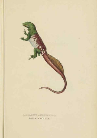Reproducción/Reproduction 9368425307: Dictionnaire classique des sciences naturelles :. Brussels :Meline, Cans et Ce.,1853.