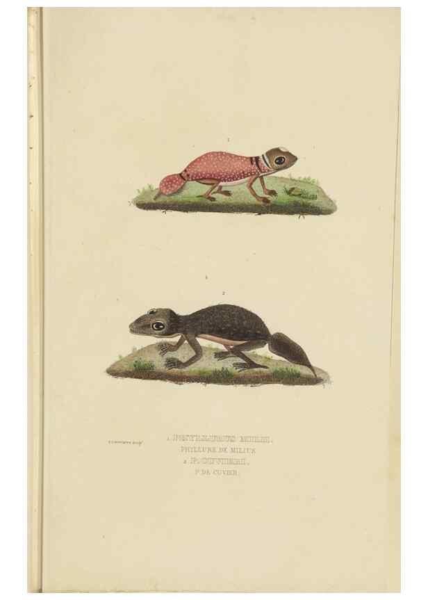 Reproducción/Reproduction 9371205174: Dictionnaire classique des sciences naturelles :. Brussels :Meline, Cans et Ce.,1853.
