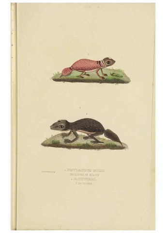 Reproducción/Reproduction 9371205174: Dictionnaire classique des sciences naturelles :. Brussels :Meline, Cans et Ce.,1853.