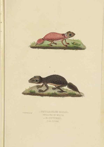 Reproducción/Reproduction 9371205174: Dictionnaire classique des sciences naturelles :. Brussels :Meline, Cans et Ce.,1853.