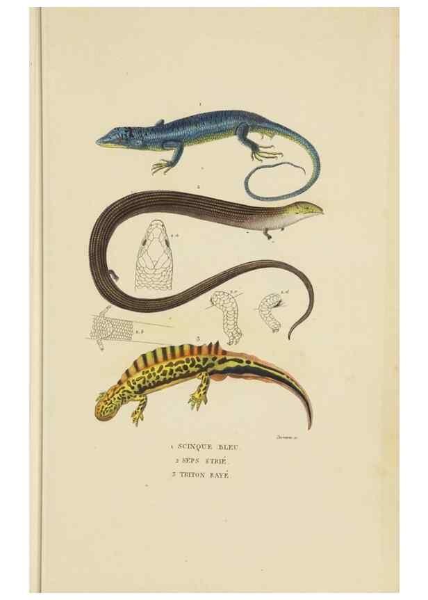 Reproducción/Reproduction 9371206152: Dictionnaire classique des sciences naturelles :. Brussels :Meline, Cans et Ce.,1853.