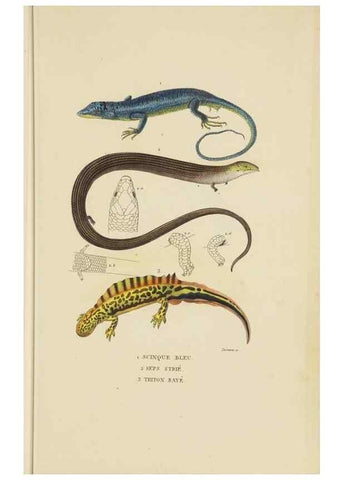 Reproducción/Reproduction 9371206152: Dictionnaire classique des sciences naturelles :. Brussels :Meline, Cans et Ce.,1853.