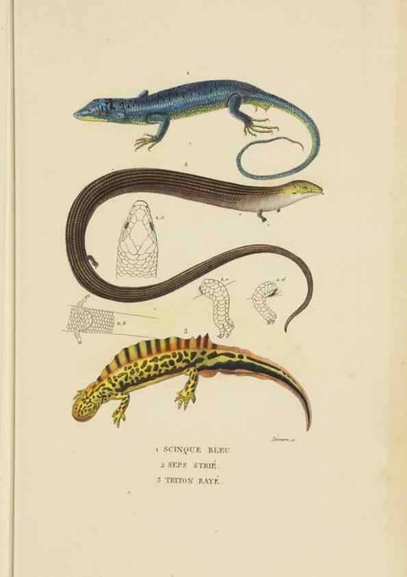 Reproducción/Reproduction 9371206152: Dictionnaire classique des sciences naturelles :. Brussels :Meline, Cans et Ce.,1853.