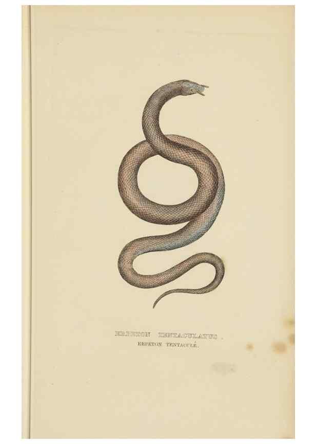 Reproducción/Reproduction 9368427791: Dictionnaire classique des sciences naturelles :. Brussels :Meline, Cans et Ce.,1853.