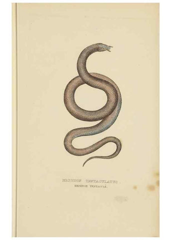 Reproducción/Reproduction 9368427791: Dictionnaire classique des sciences naturelles :. Brussels :Meline, Cans et Ce.,1853.