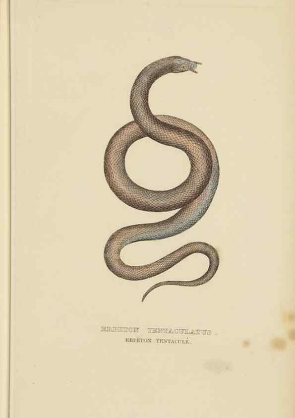Reproducción/Reproduction 9368427791: Dictionnaire classique des sciences naturelles :. Brussels :Meline, Cans et Ce.,1853.