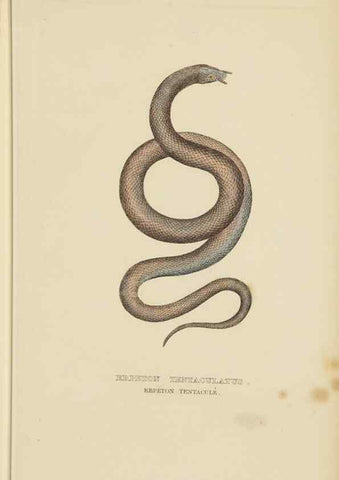 Reproducción/Reproduction 9368427791: Dictionnaire classique des sciences naturelles :. Brussels :Meline, Cans et Ce.,1853.