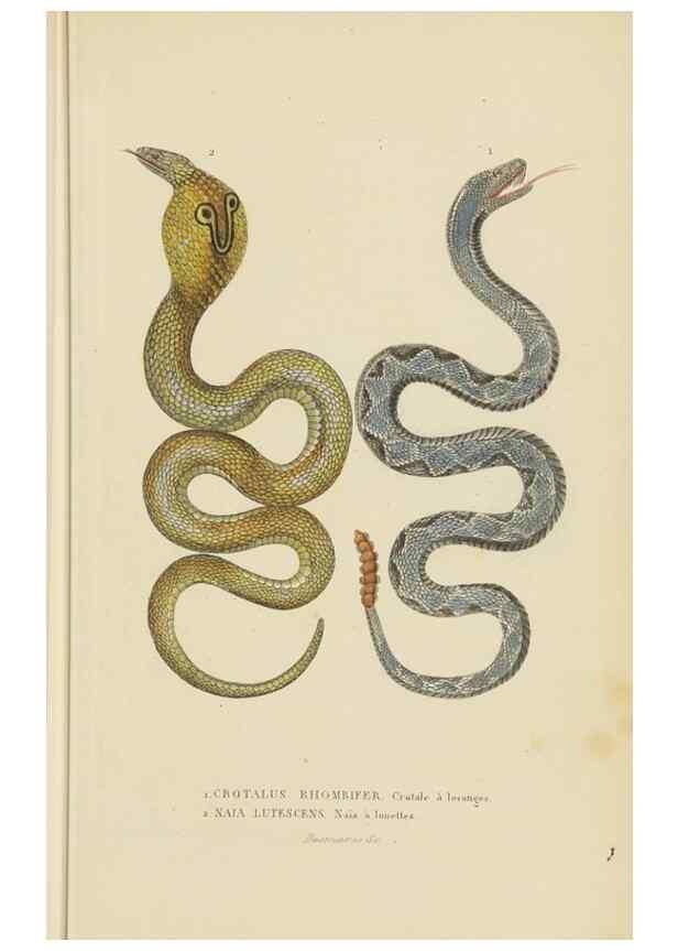 Reproducción/Reproduction 9371207918: Dictionnaire classique des sciences naturelles :. Brussels :Meline, Cans et Ce.,1853.