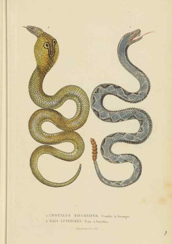 Reproducción/Reproduction 9371207918: Dictionnaire classique des sciences naturelles :. Brussels :Meline, Cans et Ce.,1853.