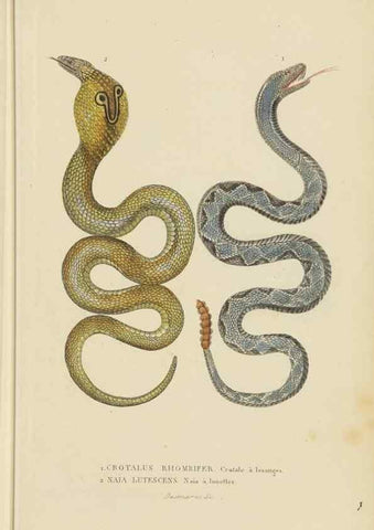 Reproducción/Reproduction 9371207918: Dictionnaire classique des sciences naturelles :. Brussels :Meline, Cans et Ce.,1853.