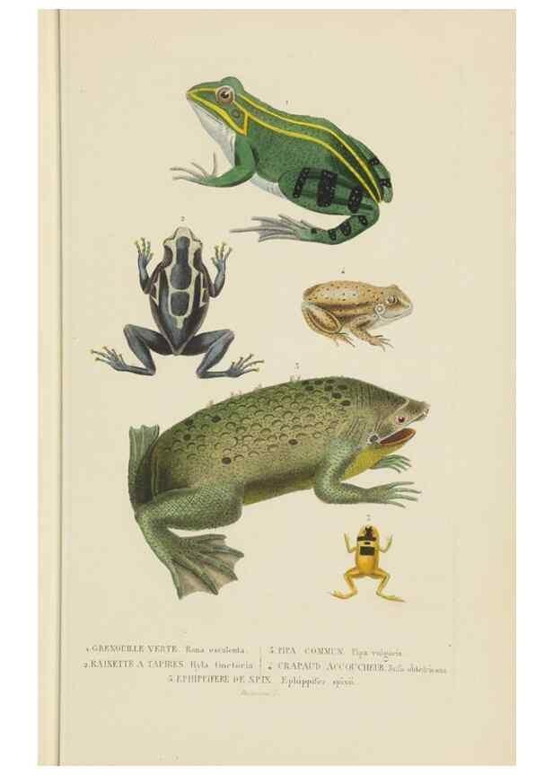 Reproducción/Reproduction 9368429543: Dictionnaire classique des sciences naturelles :. Brussels :Meline, Cans et Ce.,1853.