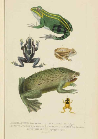 Reproducción/Reproduction 9368429543: Dictionnaire classique des sciences naturelles :. Brussels :Meline, Cans et Ce.,1853.
