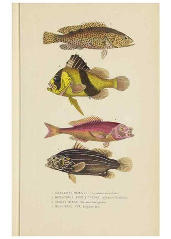 Reproducción/Reproduction 9368430387: Dictionnaire classique des sciences naturelles :. Brussels :Meline, Cans et Ce.,1853.