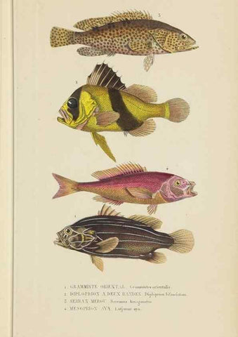 Reproducción/Reproduction 9368430387: Dictionnaire classique des sciences naturelles :. Brussels :Meline, Cans et Ce.,1853.