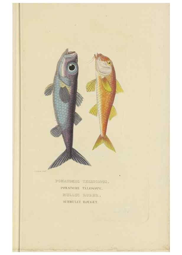 Reproducción/Reproduction 9368431177: Dictionnaire classique des sciences naturelles :. Brussels :Meline, Cans et Ce.,1853.