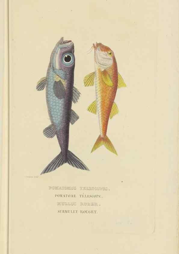 Reproducción/Reproduction 9368431177: Dictionnaire classique des sciences naturelles :. Brussels :Meline, Cans et Ce.,1853.