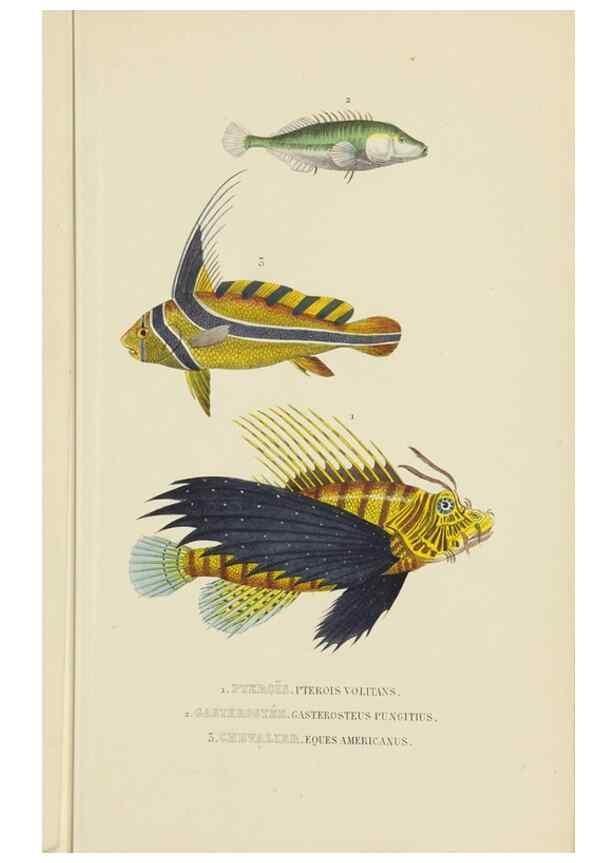 Reproducción/Reproduction 9371211490: Dictionnaire classique des sciences naturelles :. Brussels :Meline, Cans et Ce.,1853.