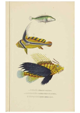 Reproducción/Reproduction 9371211490: Dictionnaire classique des sciences naturelles :. Brussels :Meline, Cans et Ce.,1853.