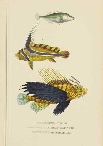 Reproducción/Reproduction 9371211490: Dictionnaire classique des sciences naturelles :. Brussels :Meline, Cans et Ce.,1853.