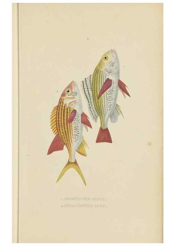 Reproducción/Reproduction 9371212214: Dictionnaire classique des sciences naturelles :. Brussels :Meline, Cans et Ce.,1853.
