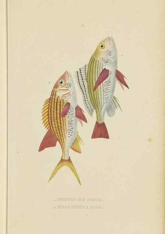 Reproducción/Reproduction 9371212214: Dictionnaire classique des sciences naturelles :. Brussels :Meline, Cans et Ce.,1853.