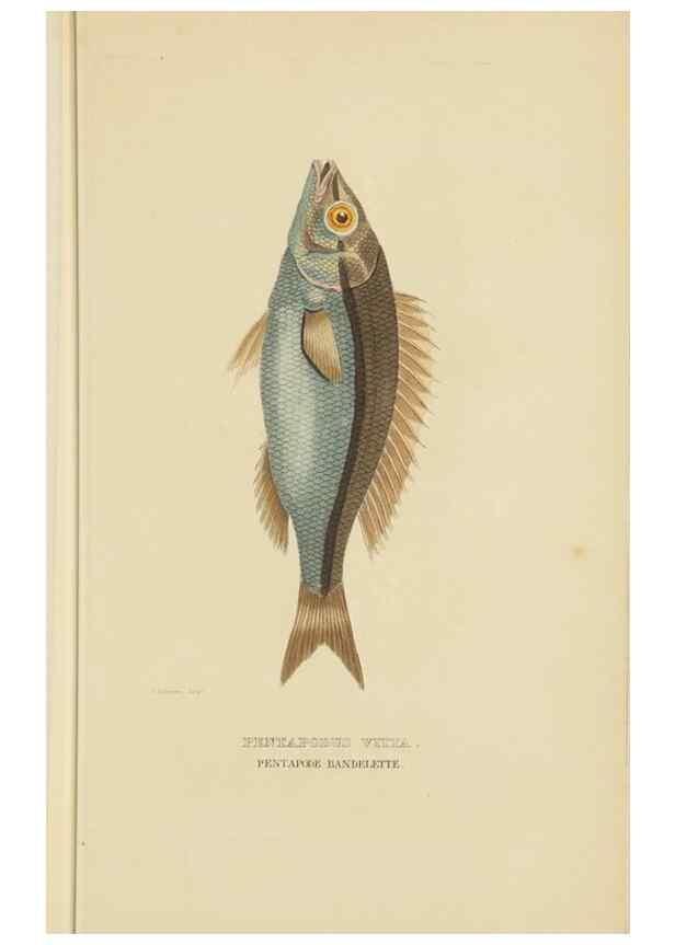 Reproducción/Reproduction 9371212950: Dictionnaire classique des sciences naturelles :. Brussels :Meline, Cans et Ce.,1853.
