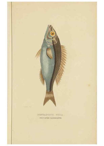 Reproducción/Reproduction 9371212950: Dictionnaire classique des sciences naturelles :. Brussels :Meline, Cans et Ce.,1853.