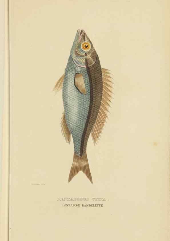 Reproducción/Reproduction 9371212950: Dictionnaire classique des sciences naturelles :. Brussels :Meline, Cans et Ce.,1853.
