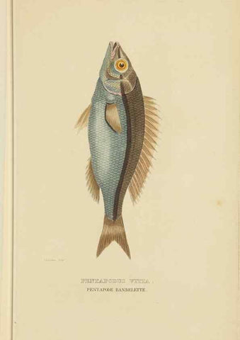 Reproducción/Reproduction 9371212950: Dictionnaire classique des sciences naturelles :. Brussels :Meline, Cans et Ce.,1853.