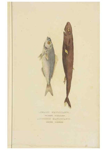 Reproducción/Reproduction 9368434479: Dictionnaire classique des sciences naturelles :. Brussels :Meline, Cans et Ce.,1853.