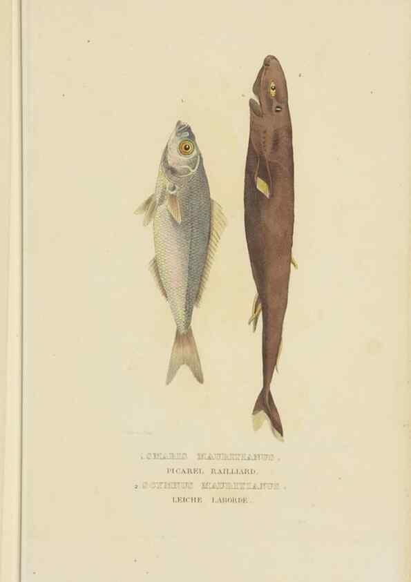 Reproducción/Reproduction 9368434479: Dictionnaire classique des sciences naturelles :. Brussels :Meline, Cans et Ce.,1853.