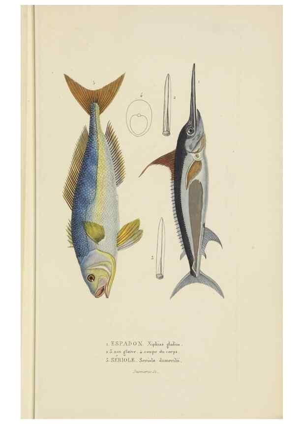 Reproducción/Reproduction 9371214832: Dictionnaire classique des sciences naturelles :. Brussels :Meline, Cans et Ce.,1853.