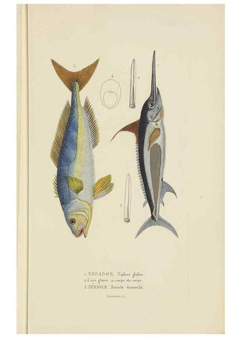 Reproducción/Reproduction 9371214832: Dictionnaire classique des sciences naturelles :. Brussels :Meline, Cans et Ce.,1853.