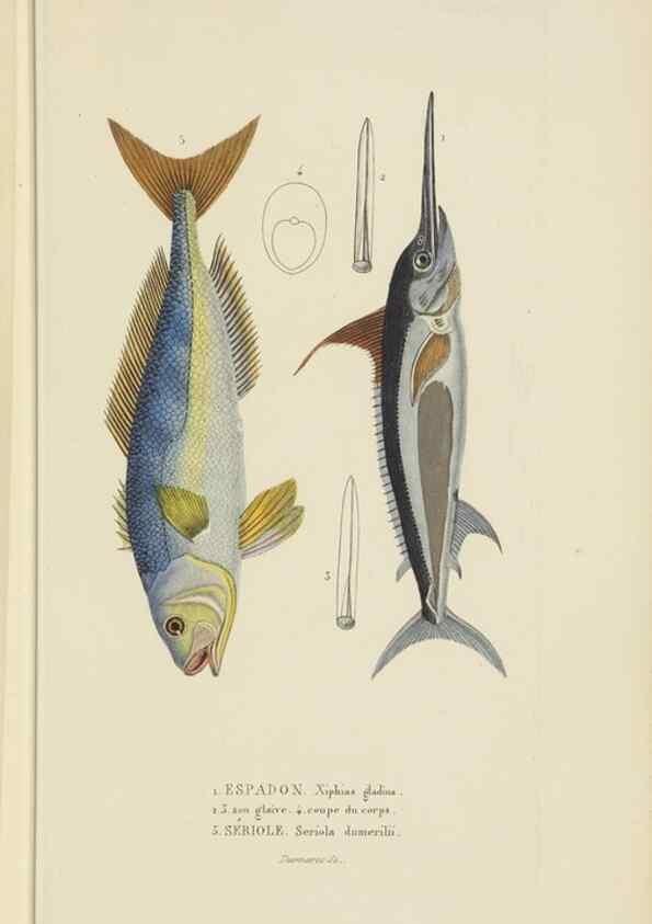 Reproducción/Reproduction 9371214832: Dictionnaire classique des sciences naturelles :. Brussels :Meline, Cans et Ce.,1853.