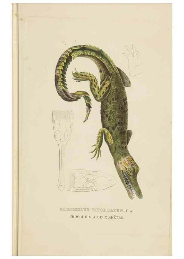 Reproducción/Reproduction 9371201702: Dictionnaire classique des sciences naturelles :. Brussels :Meline, Cans et Ce.,1853.